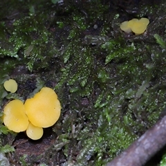 Bisporella citrina at Paddys River, ACT - 1 May 2025 11:59 AM