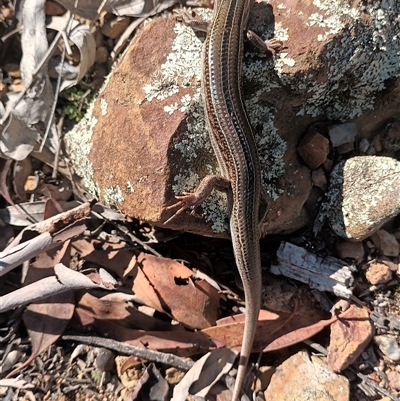 Unverified Skink at Aranda, ACT - Today by tomo5B