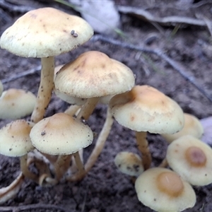 Unverified Fungus at Mongarlowe, NSW - Yesterday by Dron