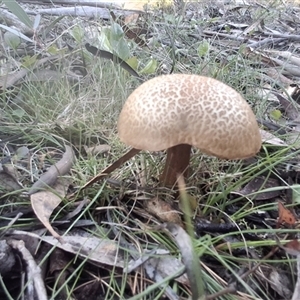 Unverified Fungus by Dron