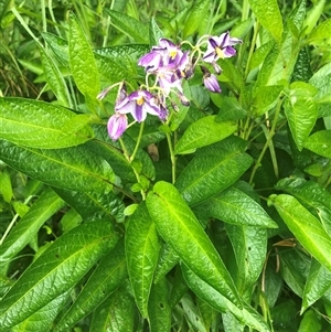 Unverified Other Shrub by CatherineGorman