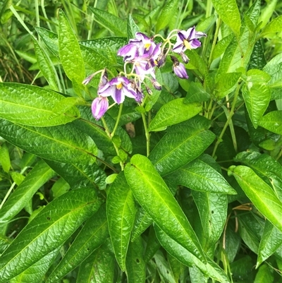 Unverified Other Shrub by CatherineGorman