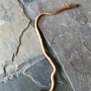 Unverified Snake at Hannam Vale, NSW - 3 Apr 2025 by dave@kerrie
