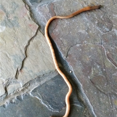 Oligochaeta (class) (Unidentified earthworm) at Hannam Vale, NSW - 3 Apr 2025 by dave@kerrie