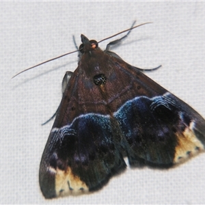 Unverified Noctuoid moth (except Arctiinae) at Wooroonooran, QLD - 22 Oct 2008 by PJH123