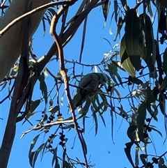 Callocephalon fimbriatum at Campbell, ACT - Yesterday by mroseby