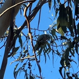 Callocephalon fimbriatum at Campbell, ACT - Yesterday by mroseby