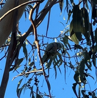 Callocephalon fimbriatum at Campbell, ACT - Yesterday by mroseby