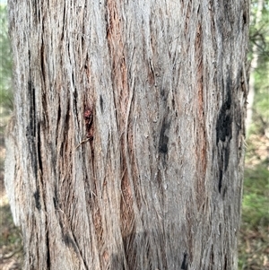 Eucalyptus acmenoides at Bucketty, NSW - Today by MartinPredavec