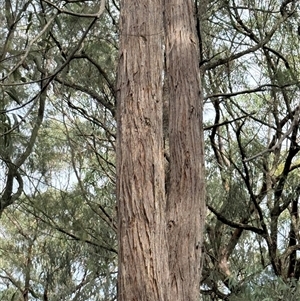 Eucalyptus acmenoides at Bucketty, NSW - 3 May 2025 09:28 AM