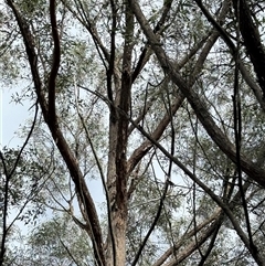 Eucalyptus acmenoides at Bucketty, NSW - 3 May 2025 09:28 AM