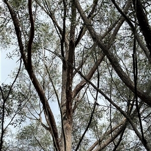 Eucalyptus acmenoides at Bucketty, NSW - 3 May 2025 09:28 AM