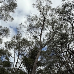 Eucalyptus acmenoides at Bucketty, NSW - 3 May 2025 09:28 AM