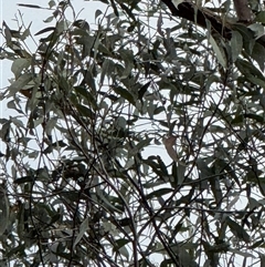Eucalyptus acmenoides at Bucketty, NSW - 3 May 2025 09:28 AM