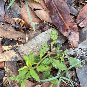 Goodenia heterophylla at Bucketty, NSW - Today by MartinPredavec