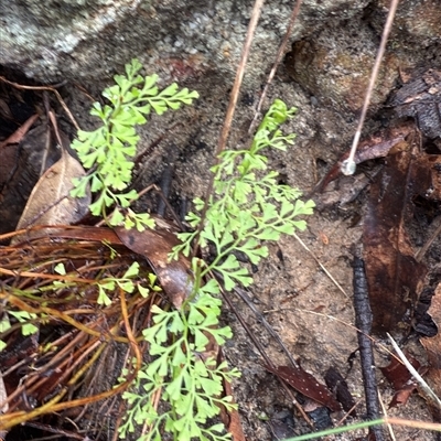 Lindsaea microphylla (Lacy Wedge-fern) at Bucketty, NSW - 3 May 2025 by MartinPredavec