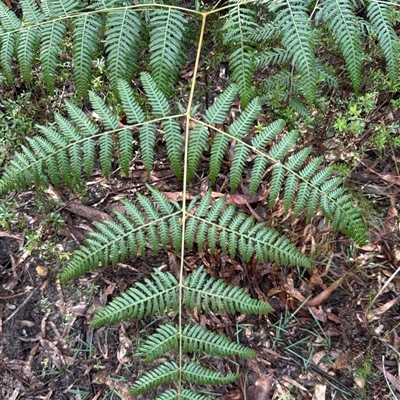Pteridium esculentum (Bracken) at Bucketty, NSW - 3 May 2025 by MartinPredavec