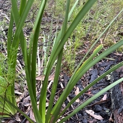 Lomandra longifolia (Spiny-headed Mat-rush, Honey Reed) at Bucketty, NSW - 3 May 2025 by MartinPredavec