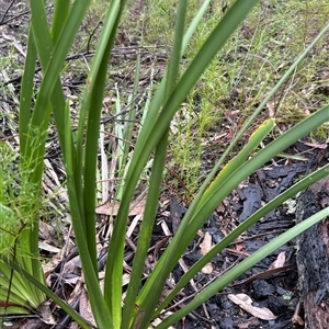 Lomandra longifolia at Bucketty, NSW - Today by MartinPredavec