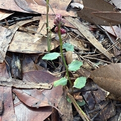 Lobelia purpurascens (White Root) at Bucketty, NSW - 3 May 2025 by MartinPredavec