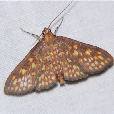Trigonobela nebridopepla (A Crambid moth (Spilomelinae) at Wooroonooran, QLD - 22 Oct 2008 by PJH123