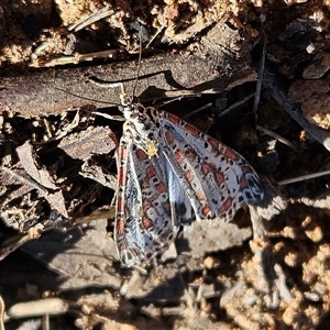 Utetheisa pulchelloides at Hawker, ACT - Today by sangio7