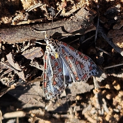 Utetheisa pulchelloides at Hawker, ACT - Today by sangio7