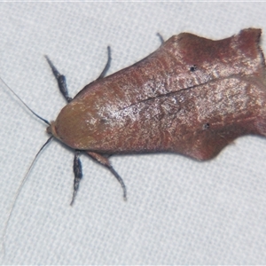 Unverified Curved-horn moth (all Gelechioidea except Oecophoridae) at Wooroonooran, QLD - 22 Oct 2008 by PJH123