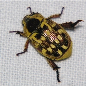 Unverified Scarab beetle (Scarabaeidae) at Wooroonooran, QLD - 22 Oct 2008 by PJH123