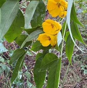Senna septemtrionalis at Caparra, NSW - Today by maznee