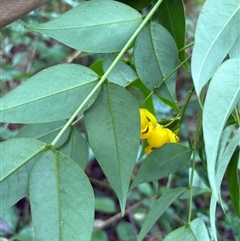 Senna septemtrionalis at Caparra, NSW - 3 May 2025 09:41 AM