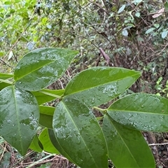 Senna septemtrionalis at Caparra, NSW - 3 May 2025 09:41 AM