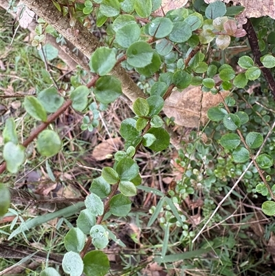 Pittosporum multiflorum at Caparra, NSW - 3 May 2025 by maznee