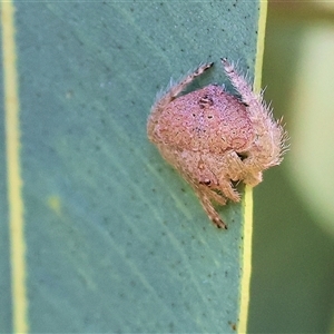 Unverified Spider at Wodonga, VIC - Today by KylieWaldon
