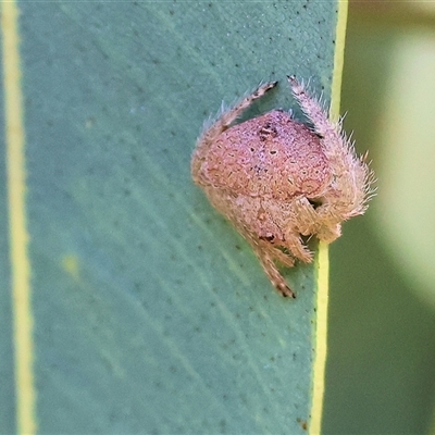 Dolophones sp. (genus) (Wrap-around spider) at Wodonga, VIC - 3 May 2025 by KylieWaldon