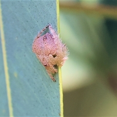 Dolophones sp. (genus) at Wodonga, VIC - 3 May 2025 11:11 AM