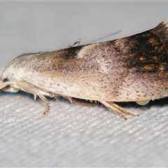 Unverified Curved-horn moth (all Gelechioidea except Oecophoridae) at Wooroonooran, QLD - 22 Oct 2008 by PJH123