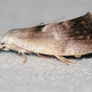 Unverified Curved-horn moth (all Gelechioidea except Oecophoridae) at Wooroonooran, QLD - 22 Oct 2008 by PJH123