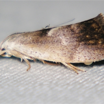 Unverified Curved-horn moth (all Gelechioidea except Oecophoridae) at Wooroonooran, QLD - 22 Oct 2008 by PJH123