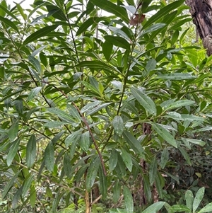 Duboisia myoporoides at Caparra, NSW - Today by maznee