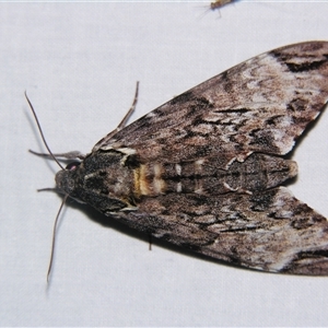 Unverified Hawk moth (Sphingidae) at Wooroonooran, QLD - 22 Oct 2008 by PJH123