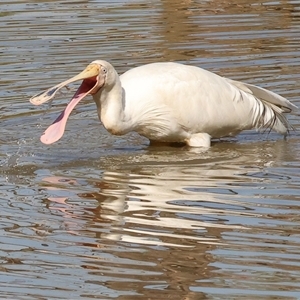 Pelecanus conspicillatus by KylieWaldon