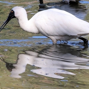 Platalea regia at Wodonga, VIC - Today by KylieWaldon