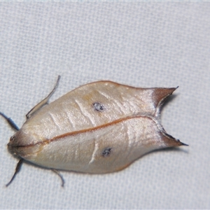 Unverified Curved-horn moth (all Gelechioidea except Oecophoridae) at Wooroonooran, QLD - 22 Oct 2008 by PJH123