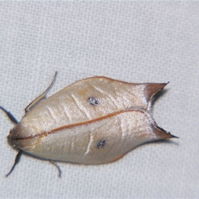 Unverified Curved-horn moth (all Gelechioidea except Oecophoridae) at Wooroonooran, QLD - 22 Oct 2008 by PJH123