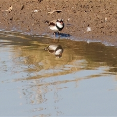 Charadrius melanops at Wodonga, VIC - 3 May 2025 by KylieWaldon