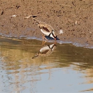 Charadrius melanops at Wodonga, VIC - 3 May 2025 10:41 AM