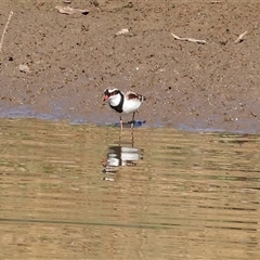 Charadrius melanops at Wodonga, VIC - 3 May 2025 10:41 AM