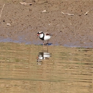 Charadrius melanops at Wodonga, VIC - 3 May 2025 10:41 AM