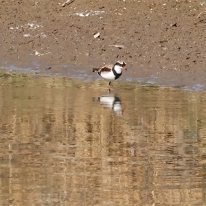 Charadrius melanops at Wodonga, VIC - 3 May 2025 10:41 AM